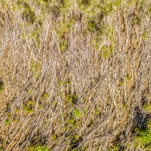 Fallen Trees