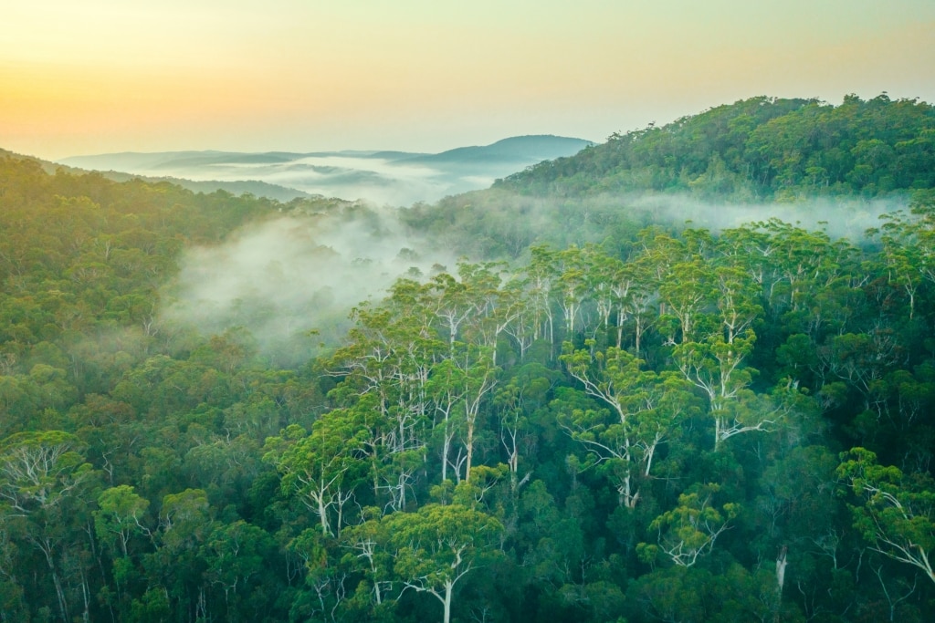 Forest Fog