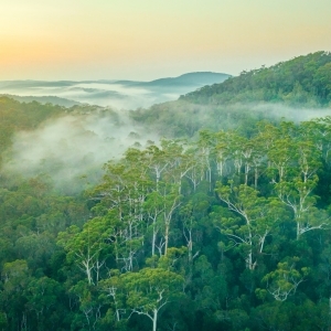 Forest Fog