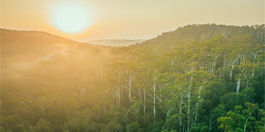 Forest Sunrise