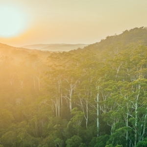 Forest Sunrise