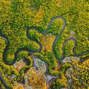 Meandering-Creek