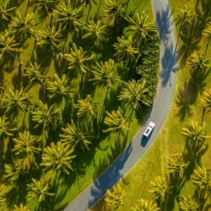 Palm Road