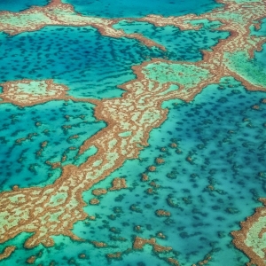 Reef Patterns