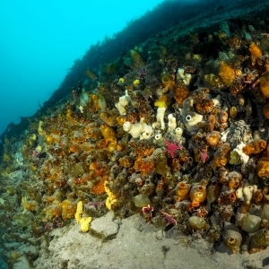 Antarctic Reef with giant ascidians and red seastars