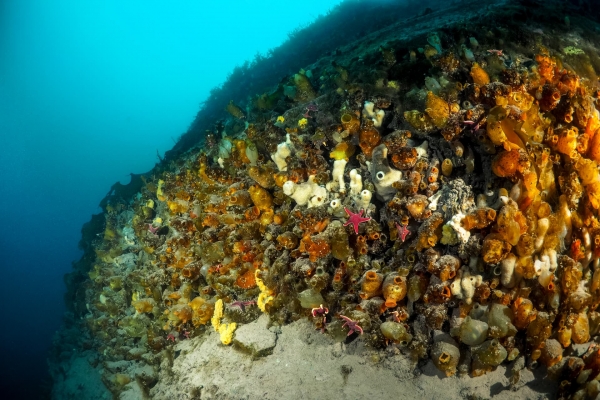 Antarctic Reef with giant ascidians and red seastars