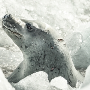 Crabeater Seal (Lobodon carcinophagus) after a dive between the ice
