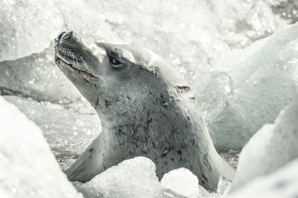Crabeater Seal (Lobodon carcinophagus) after a dive between the ice