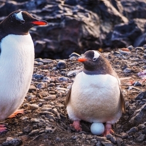 Gentoo Penguin (Pygoscelis papua) with egg
