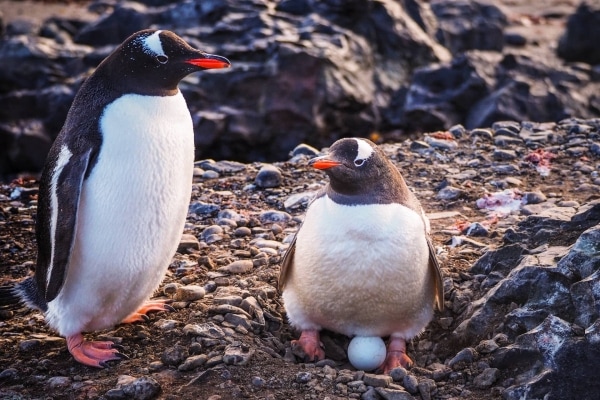 Gentoo Penguin (Pygoscelis papua) with egg