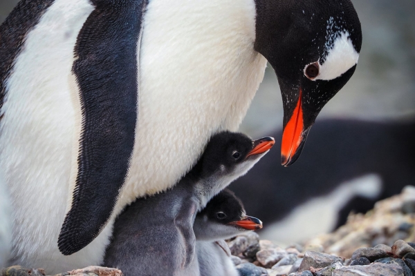 Gentoo Penguin (Pygoscelis papua) family