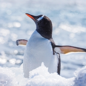 Gentoo Penguin (Pygoscelis papua)