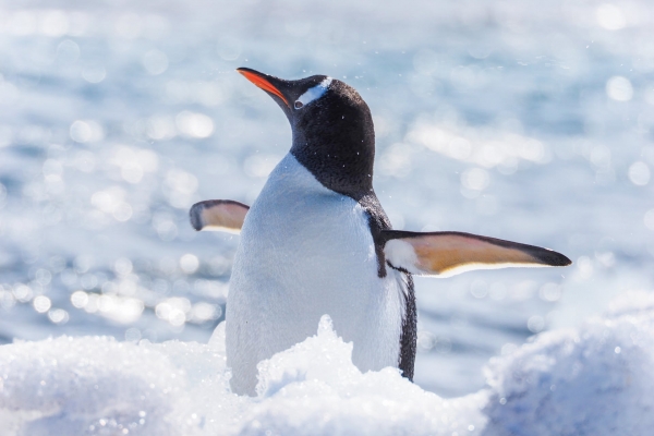 Gentoo Penguin (Pygoscelis papua)