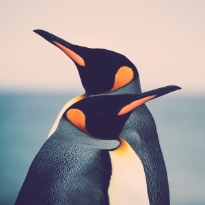 King Penguin couple (Aptenodytes patagonicus)