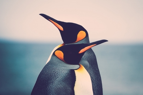 King Penguin couple (Aptenodytes patagonicus)