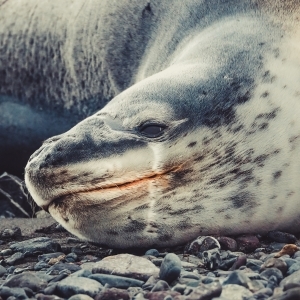 Leopard_Seal