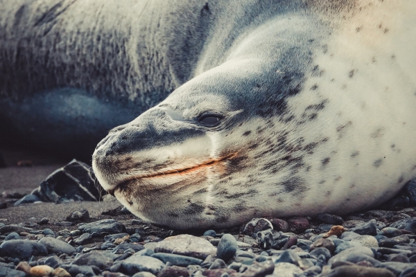 Leopard_Seal