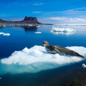 Leopard Seal (Hydrurga leptonyx) on the rocks