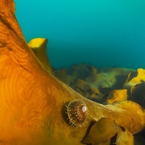 Grazing Limpet