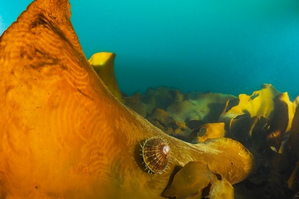 Grazing Limpet