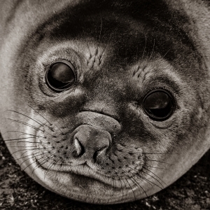 The eyes of an Southern baby Elephant seal (Mirounga leonina)