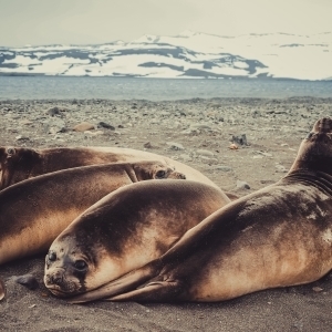 Southern Elephant Seal (Mirounga leonina) group