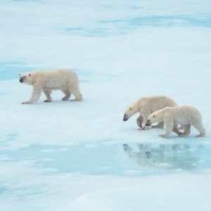 Polar-Bear-2
