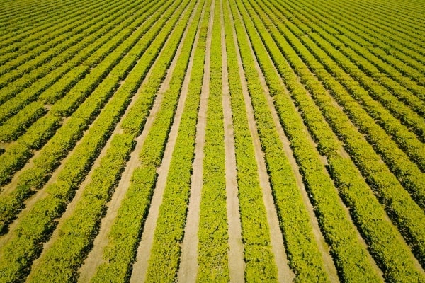 Mango Farm