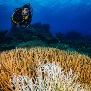 Diver Over Bleached And Dying Acropora Coral