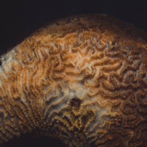 Bleaching Platygyra Daedalea