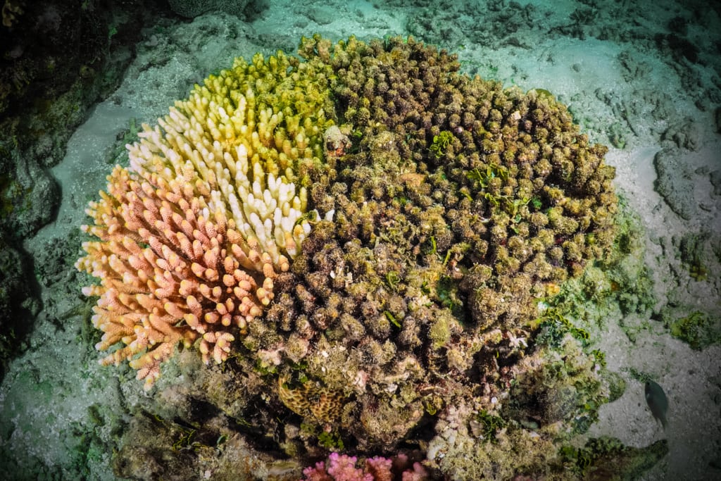 Coral Degredation