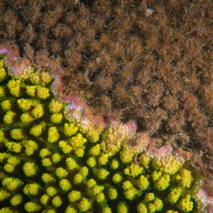 Coral Spawning