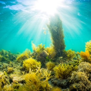 Reef Algae