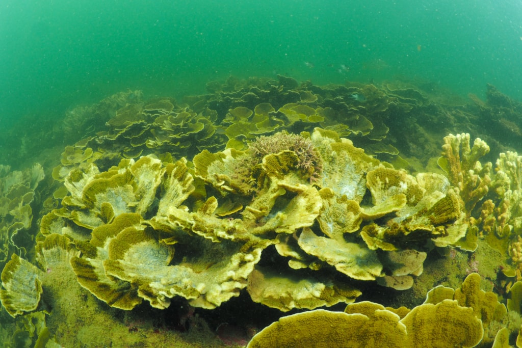 Reef Sediment