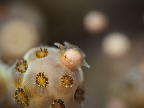 Coral Spawning