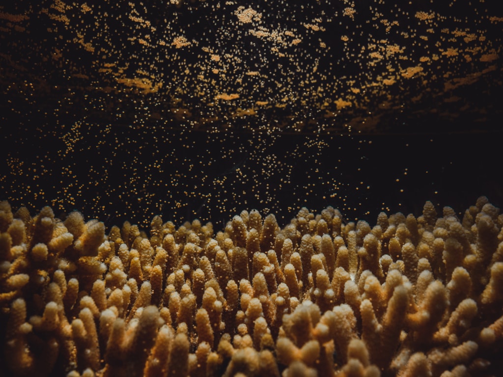 Coral Spawning Amillepora6