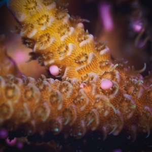 Spawning Acropora millepora