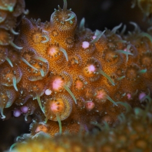 Spawning Acropora millepora 2