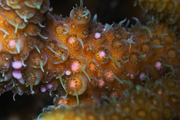 Spawning Acropora millepora 2