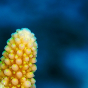 Acropora globiceps up close
