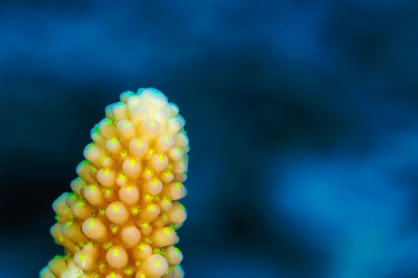 Acropora globiceps up close