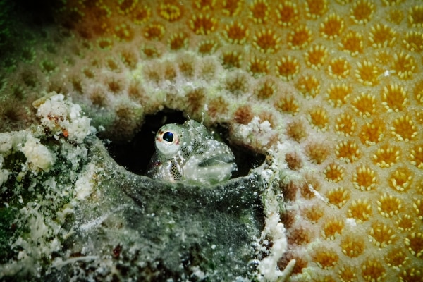 Blenny