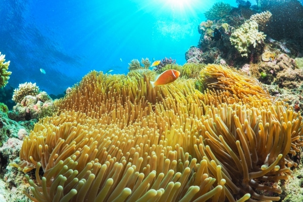 Clownfish_sun