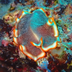 Orange-Red Flatworm