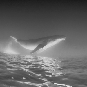 Dancing Humpback whale baby