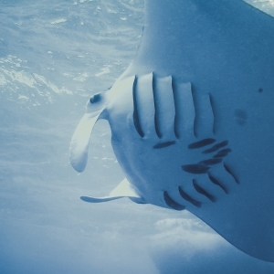 Manta from the side