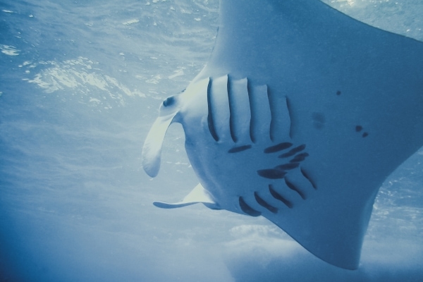 Manta from the side