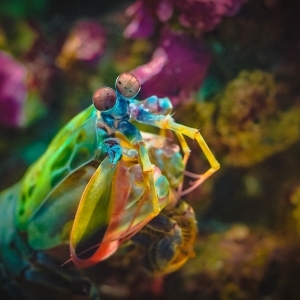 Mantis Shrimp