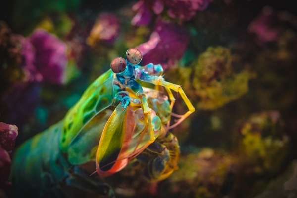 Mantis Shrimp