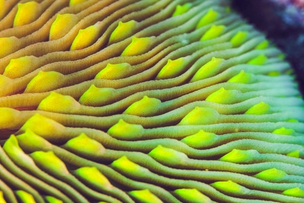 Mushroom Coral Skeleton